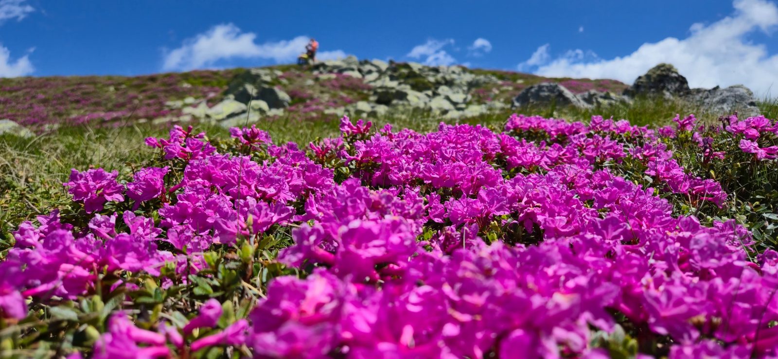 Alpine rhododendrons in full bloom on a high ridge in early summer