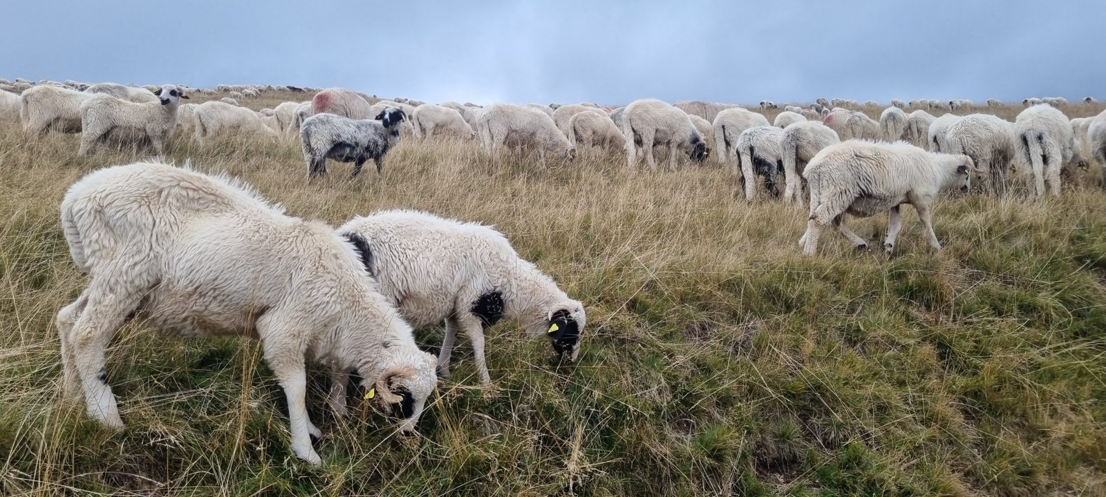 A flock of sheep grazing on a high alpine pasture